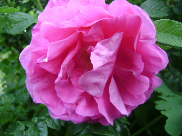 Роза Файзуллина