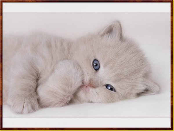 Диляра Сабирова