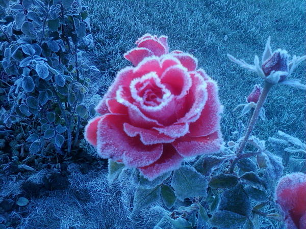 Ринат Насибулов