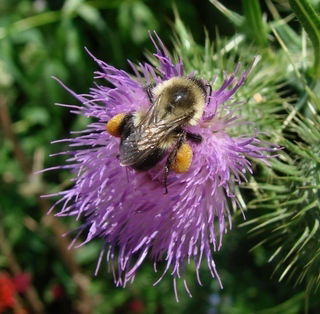 Павел Сливенко
