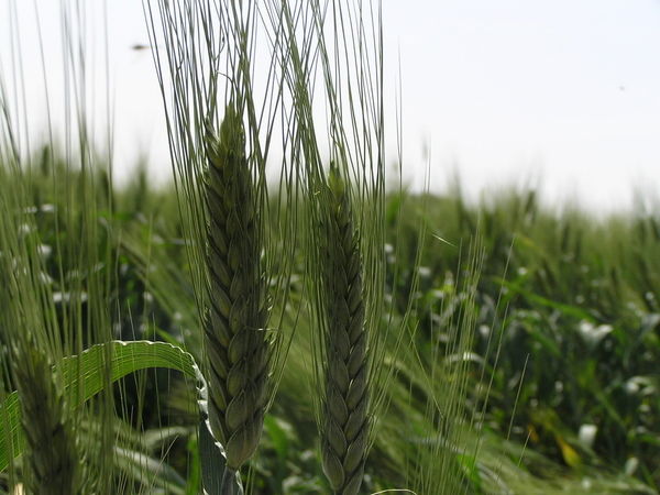 Тоо Солтустик Ъ