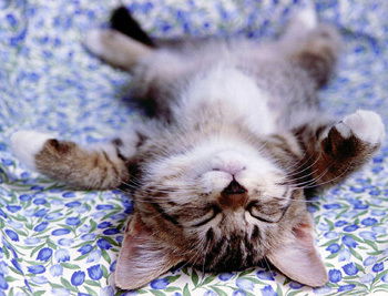 Бешенный Мухобой