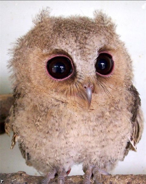 Лена Матвеенко