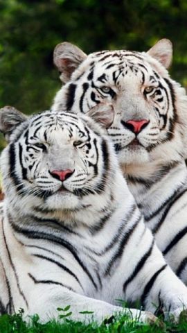 Галина Колесник