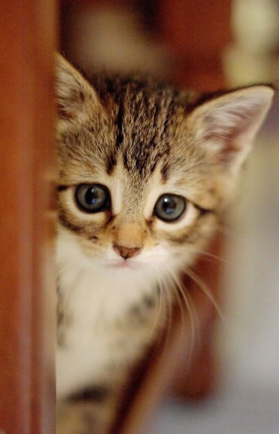 Рокси Котёнок