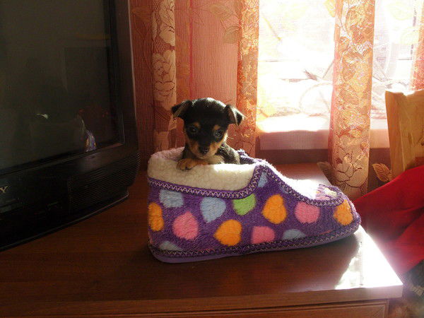 Людмила Стецик