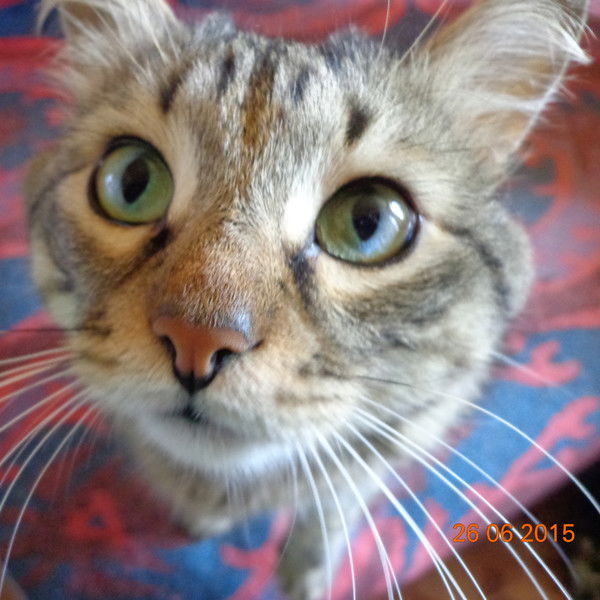 Эльдар Шарафутдинов