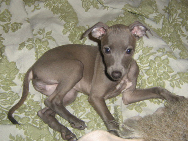 Александра Хорошилова