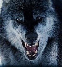 Игорь Кошин