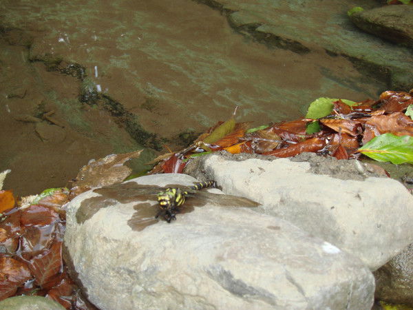 Родион Краснов