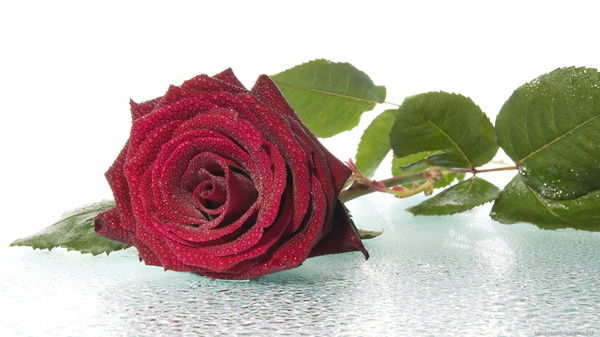 Наталия Федорова