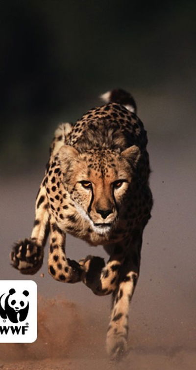 Эрика Боцан