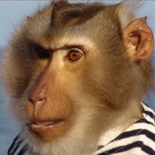 Кромарти Бауэр