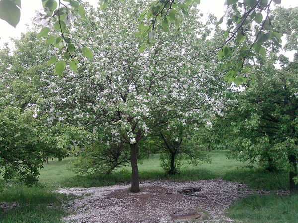 Олег Куралесов