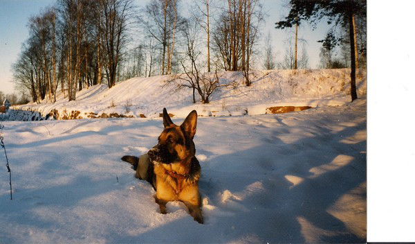 Константин Гоголев