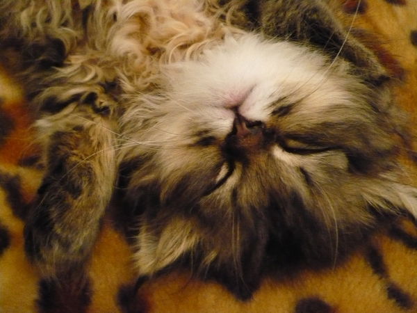 Наташа Зелинская