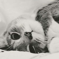 Тамара Чиковани