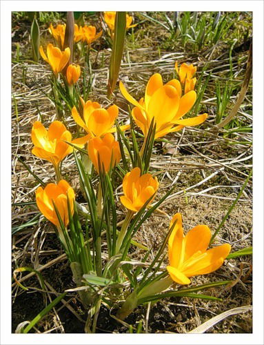 Натали Натали