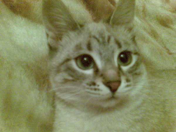 О-О-О Божественная Тень