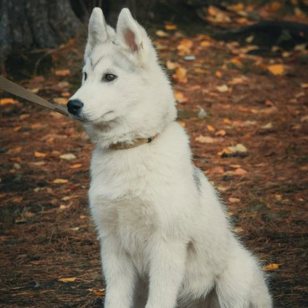 Ольга Шашкина