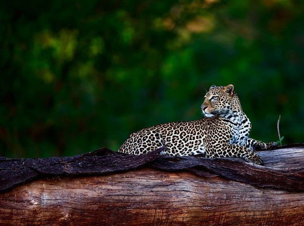 Татьяна Левкина