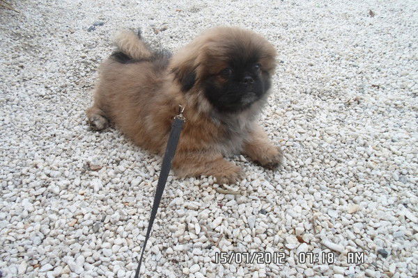 Наташа Щевьева