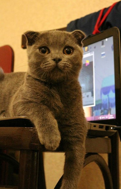 Замир Дауров