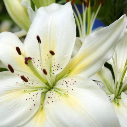 Рания Тимуршина