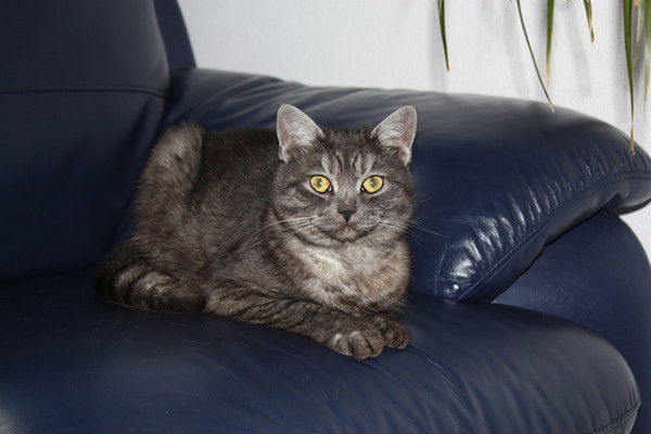 Люба Любовь