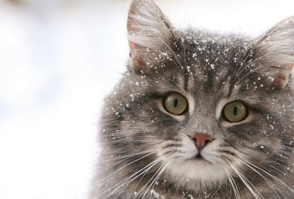 Лютик Полевой