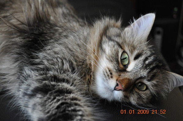 Олег Чекмарёв