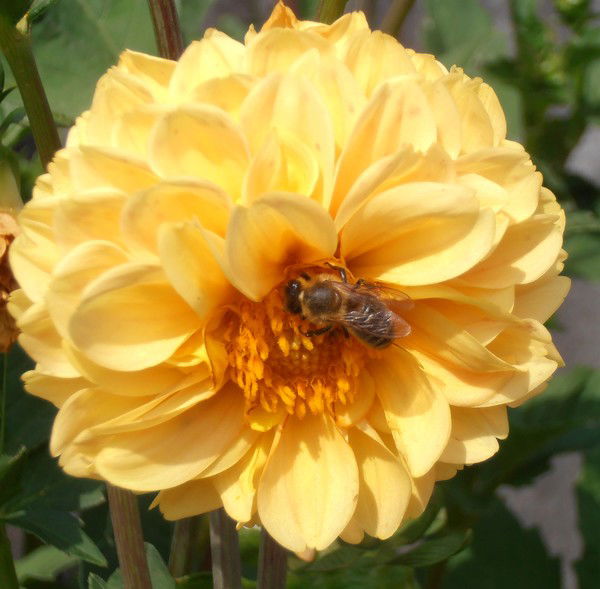 Валентина Тарасова