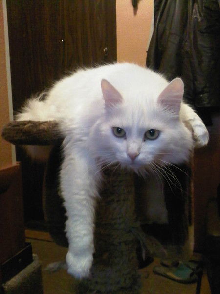 Наташа Волкова