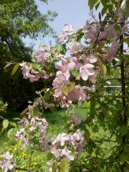 Эконом.отд. Бвл