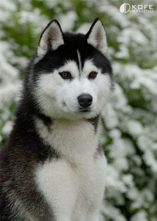 Лисичка Бик