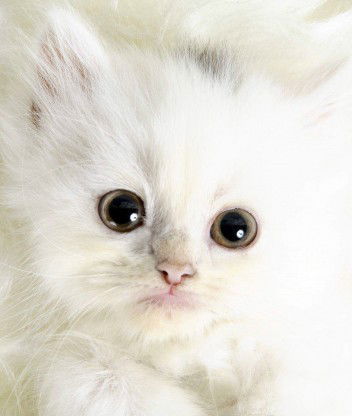 Дарья Киреева