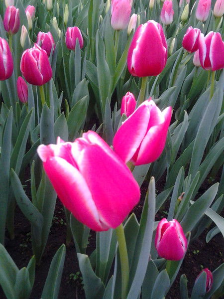 Вячеслав Иванов