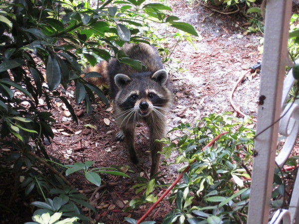 Гаухар Сакиева