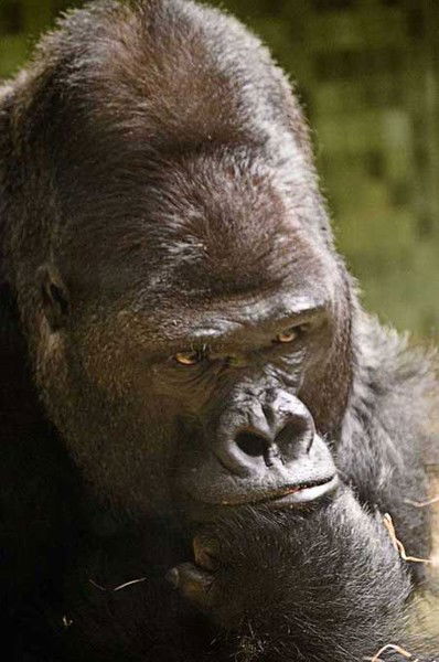 Раф Байдавлетов