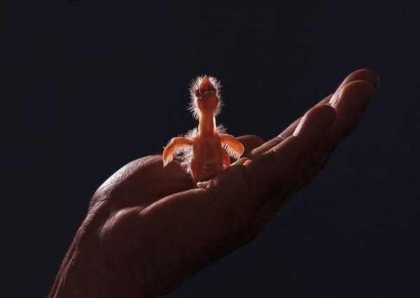 Мир Дому Твоему