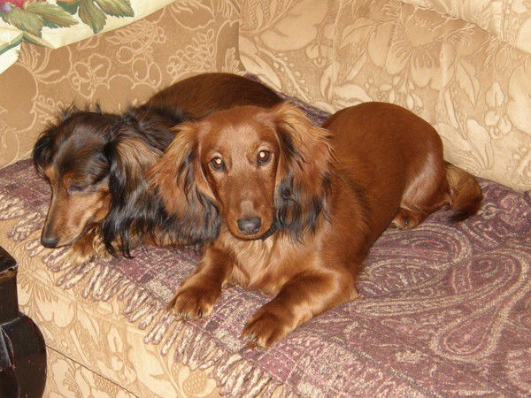 Анита Кузьмоловская