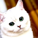 Котик Белый