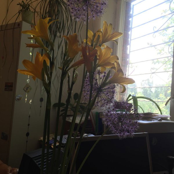 Анна Каменская