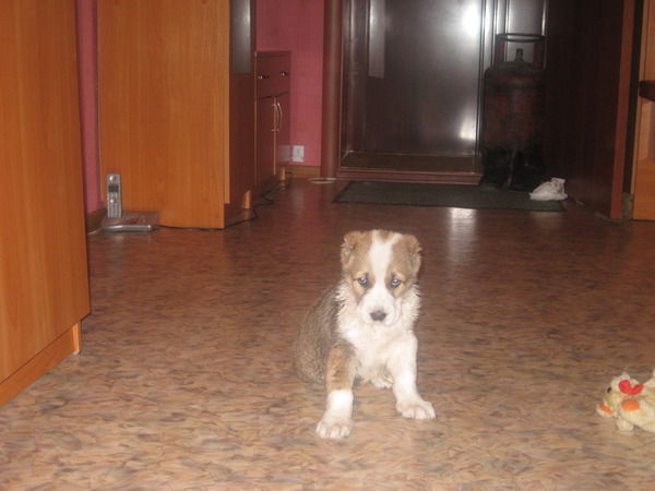 Адолис Ахмедиев