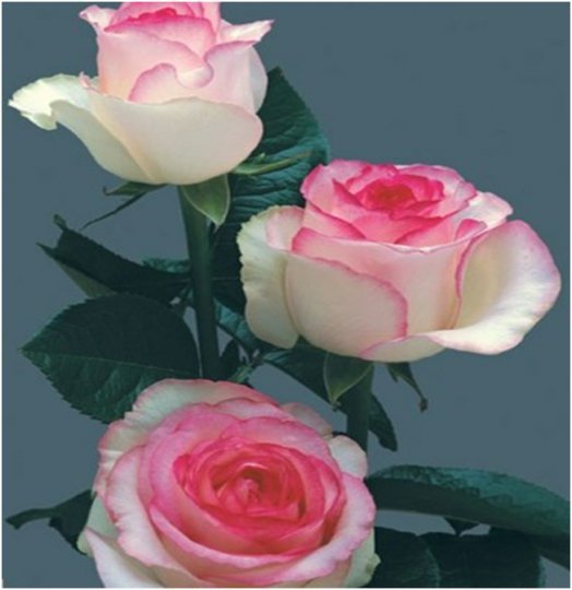 Нургул Фазылбаева