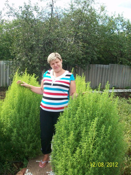 Наталья Шеманина