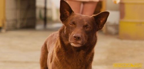 Андрей Кольцов