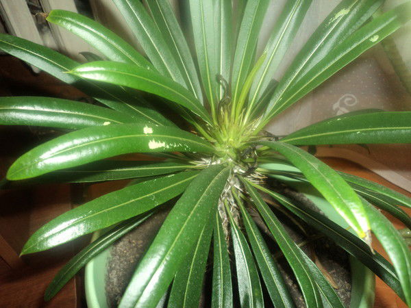 Кристина Васильевна