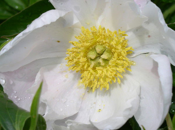 Рыбкина Вера