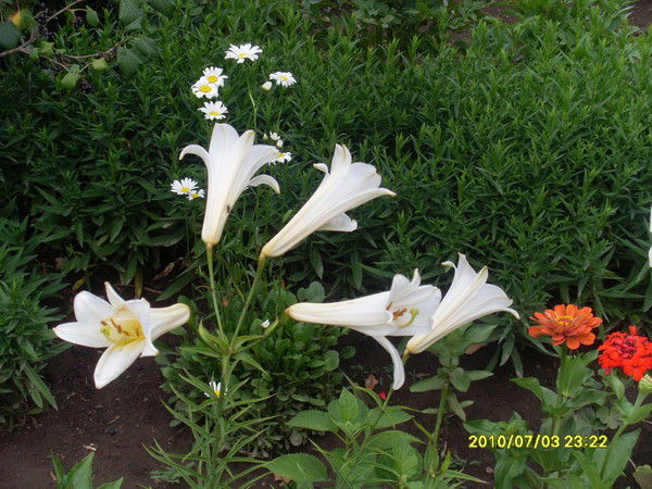 Лариса Глухова